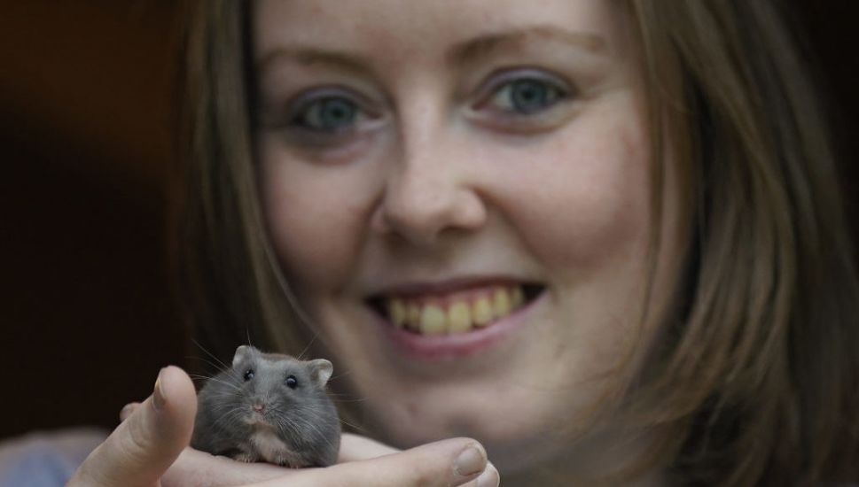 Irish Hamster Charity Advises Owners To Consider ‘Ethical Care’ Approach