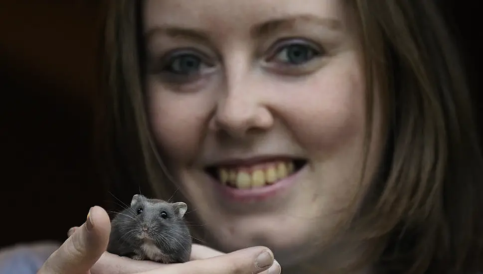 Irish Hamster Charity Advises Owners To Consider ‘Ethical Care’ Approach