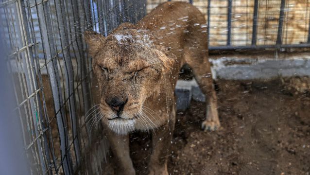 Hunger Hits Animals And People Alike At Gaza Zoo