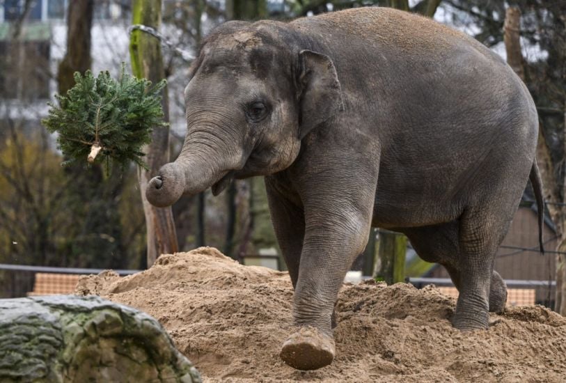 Unsold Christmas Trees On The Menu For Elephants And Bison At Berlin Zoo