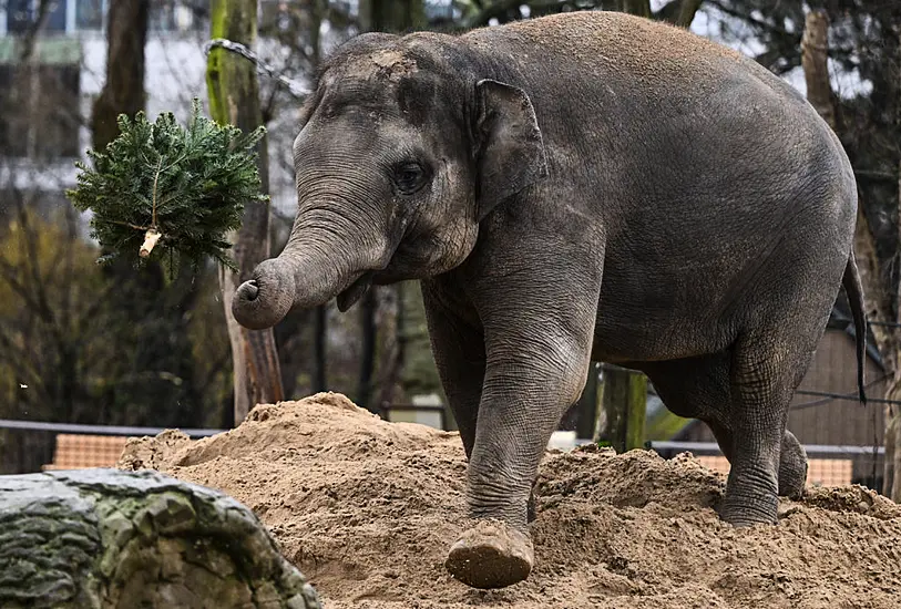 Unsold Christmas Trees On The Menu For Elephants And Bison At Berlin Zoo