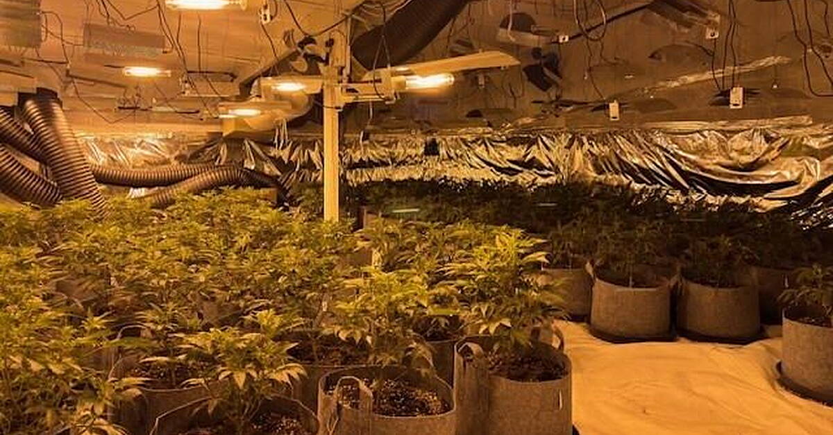 Man charged after cannabis plants with street value of €230,000 seized