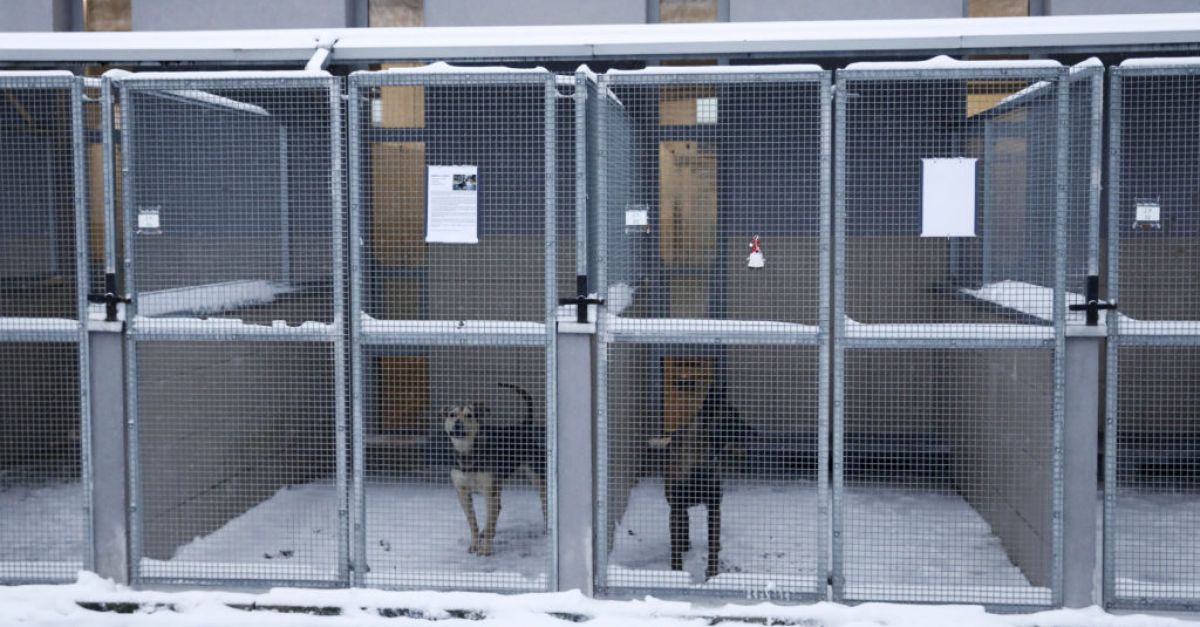 Полският приют за животни получава топъл отговор на призива за настаняване на кучета по време на застудяване