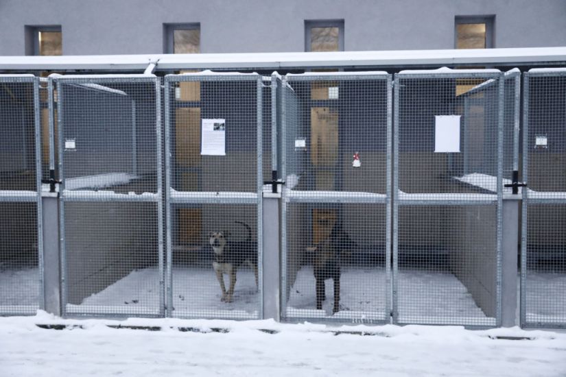 Polish Animal Shelter Gets Warm Response To Plea To House Dogs During Cold Snap
