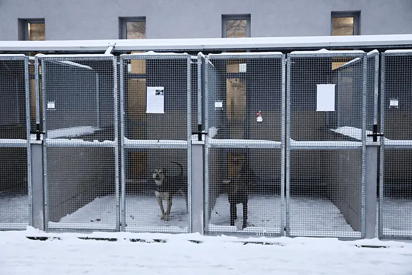 Polish Animal Shelter Gets Warm Response To Plea To House Dogs During Cold Snap