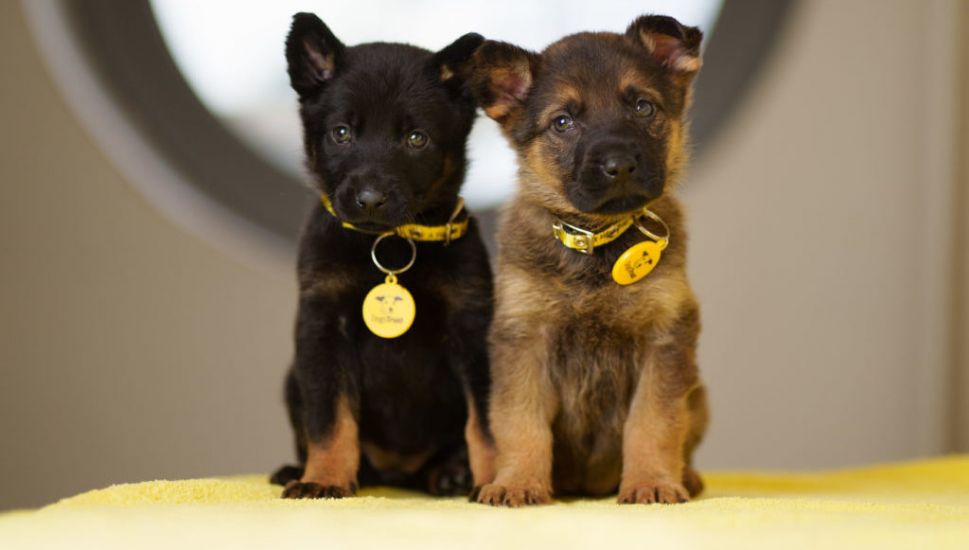 Four-Week-Old Puppies Found Abandoned In Plastic Bag In Dublin