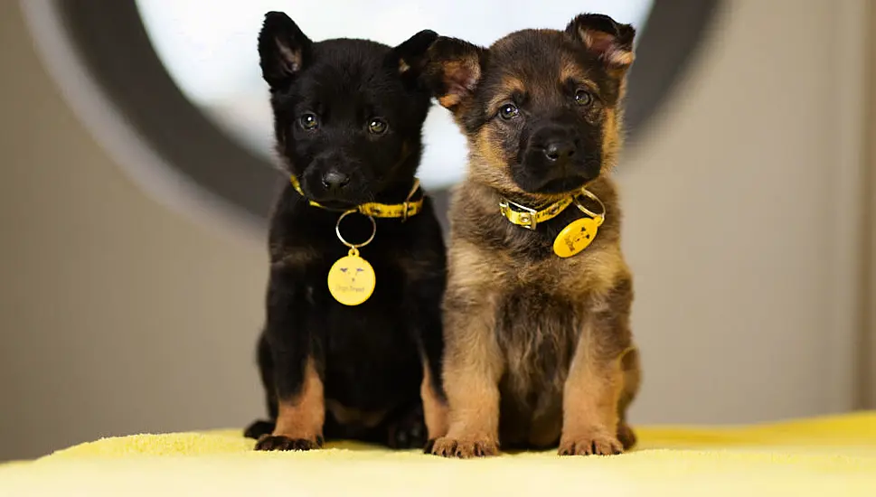 Four-Week-Old Puppies Found Abandoned In Plastic Bag In Dublin