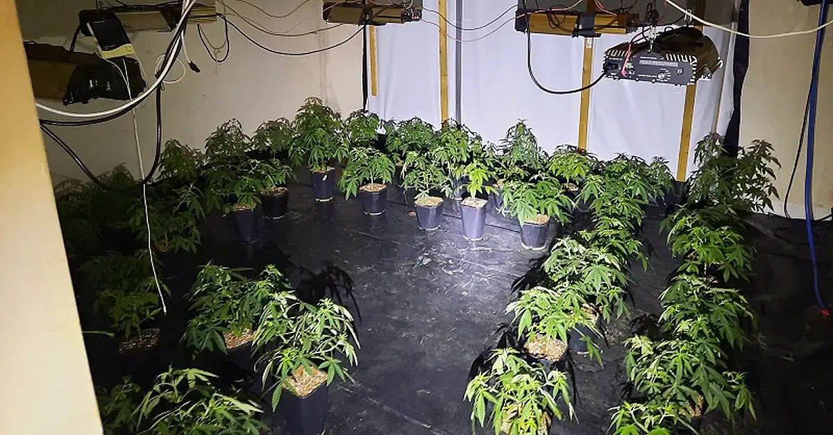 Man arrested after cannabis worth €115,000 seized from house