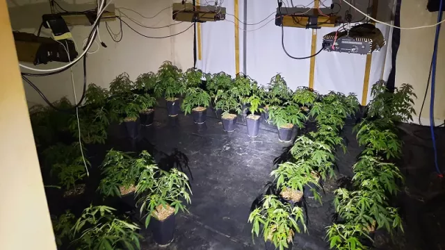 Man Arrested After Cannabis Worth €115,000 Seized From House