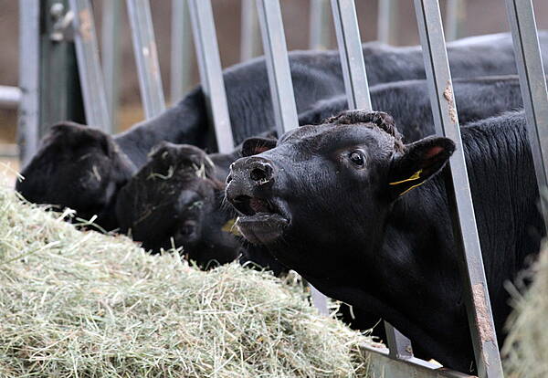 Waterford News & Star — Beef exports should feature in Ireland-China talks, says think tank - Vimarsana News