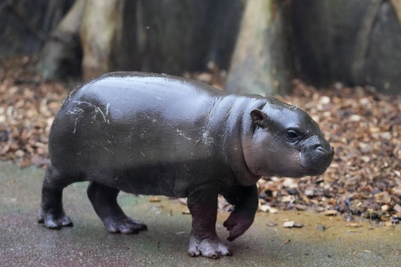 Strike The Pose: First Photoshoot For Rare Male Pygmy Hippo At Czech Zoo