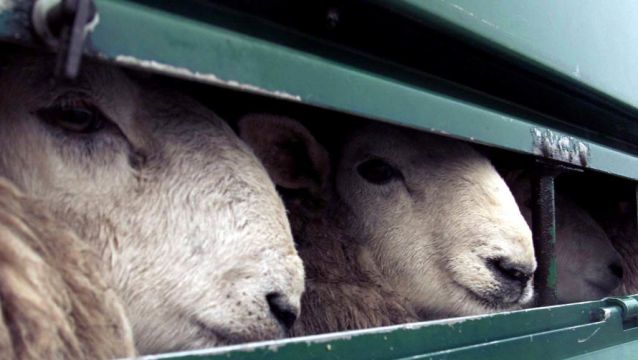 Livestock Export Ban Makes Progress Despite Northern Ireland ‘Loophole’ Fear