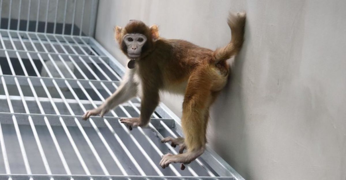 Учени в Китай съобщават, че клонирана резус маймуна е оцеляла две години