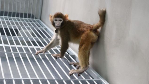 Scientists In China Report Cloned Rhesus Monkey Has Survived For Two Years