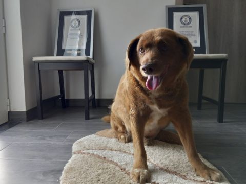 ‘Oldest Dog Ever’ Title Suspended Amid Review Into Claim