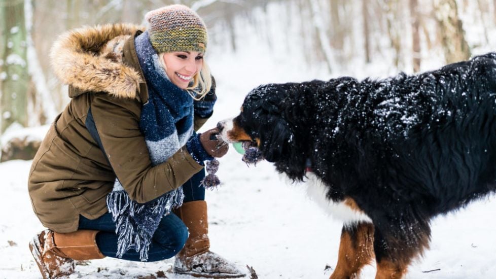 What To Know About Walking Your Dog In The Cold