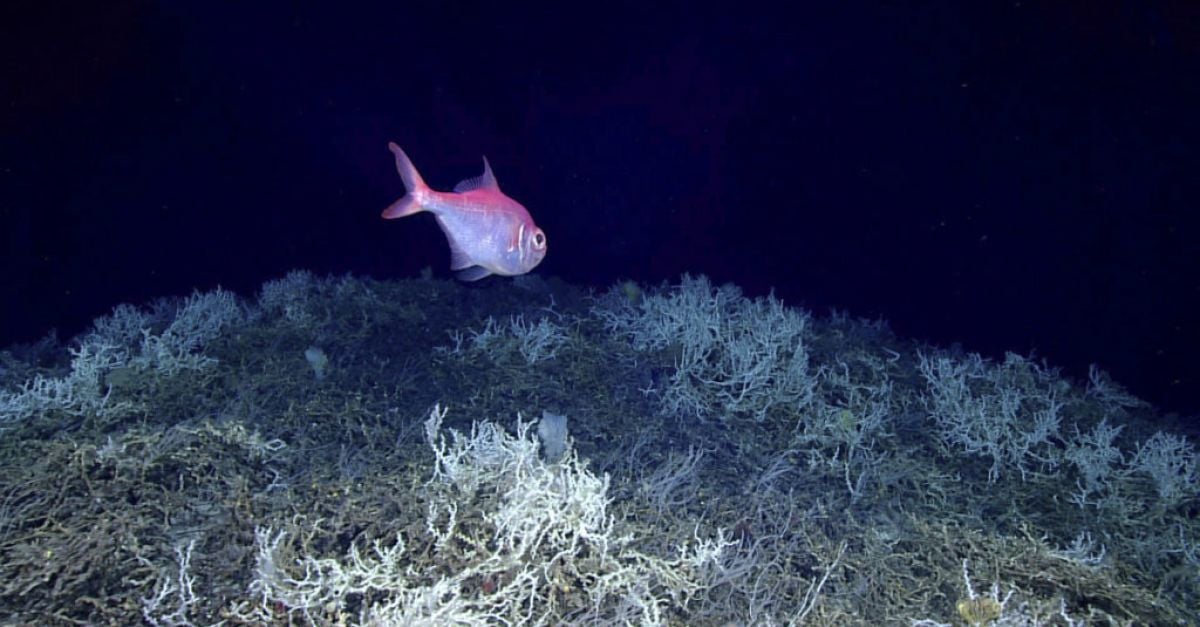 Учените са картографирали най големия коралов риф дълбоко в океана простиращ