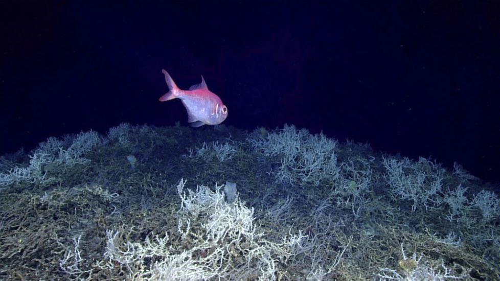 Largest Deep-Sea Coral Reef To Date Mapped By Scientists Off Us Atlantic Coast