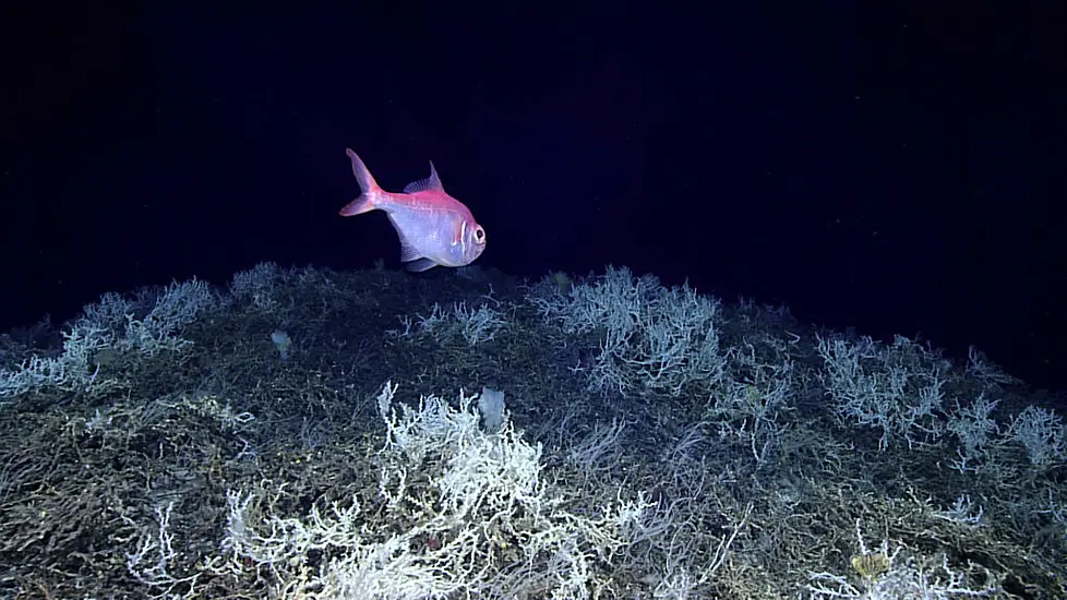 Largest Deep-Sea Coral Reef To Date Mapped By Scientists Off Us Atlantic Coast