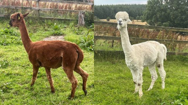 Two Pregnant Alpacas Go Missing As 'Distraught' Owner Appeals For Information