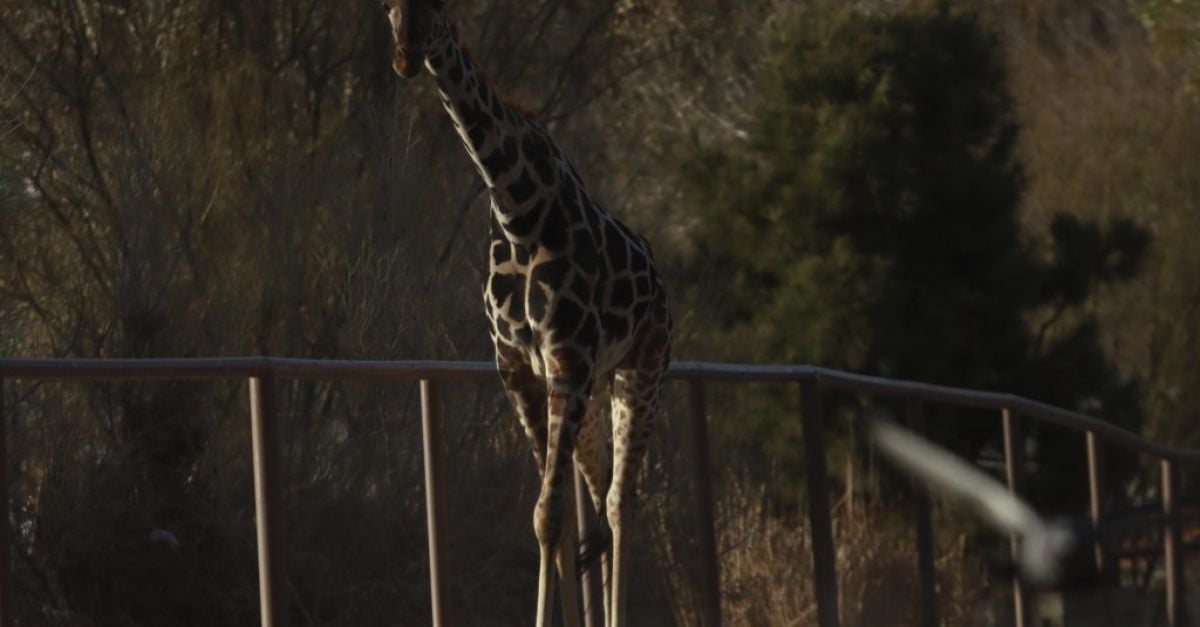 Жирафът Бенито напусна екстремното време на границата на Мексико след кампанията