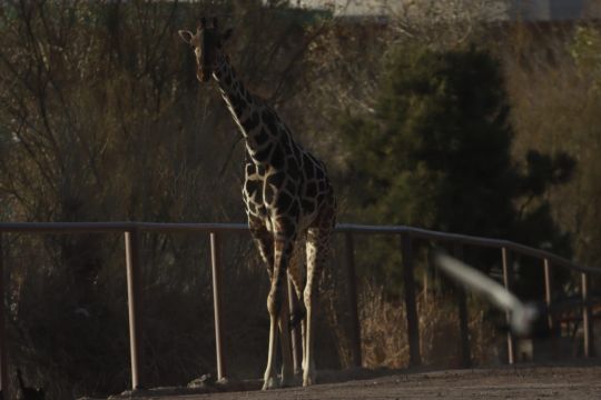 Benito The Giraffe Leaves Extreme Weather At Mexico’s Border After Campaign