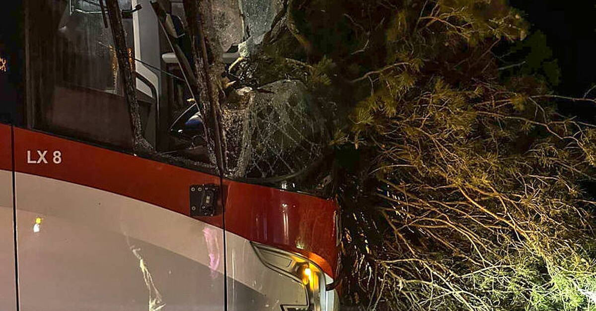 Lucky escape for driver and passengers after tree smashes into bus