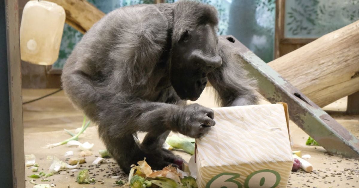 Една от най-старите горили в света почина в зоопарка в