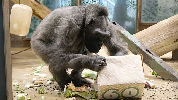 Carlow Nationalist — Delilah, one of oldest gorillas in world, dies at Belfast Zoo - Vimarsana News