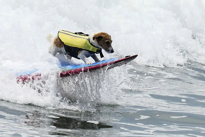 Meet Efruz, The Jack Russell Terrier Who Loves To Surf The Waves Of Peru