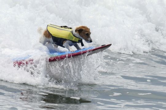 Meet Efruz, The Jack Russell Terrier Who Loves To Surf The Waves Of Peru