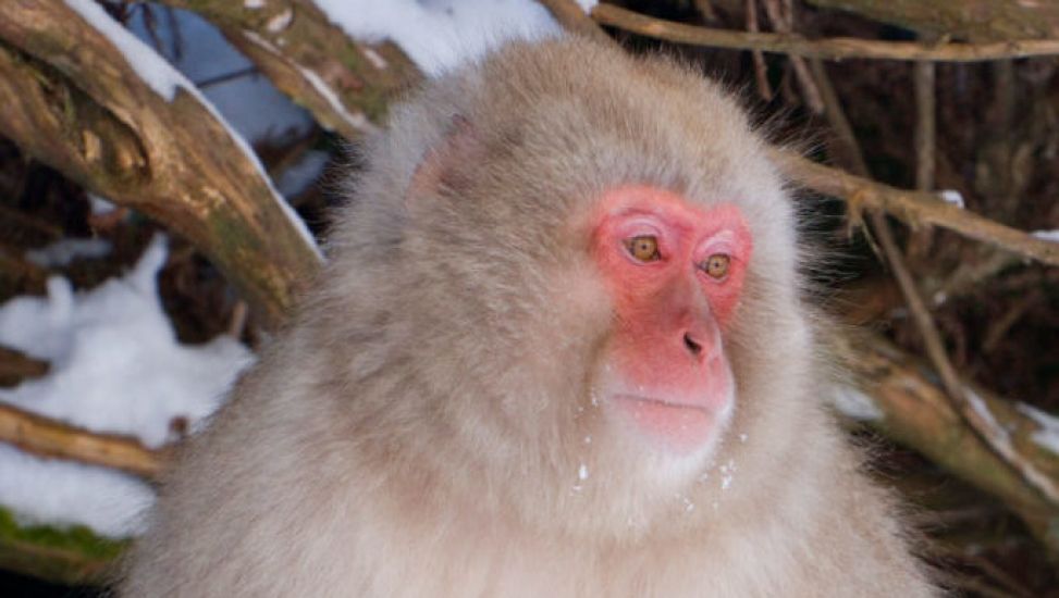 Monkey On The Loose After Escaping From Scottish Wildlife Park