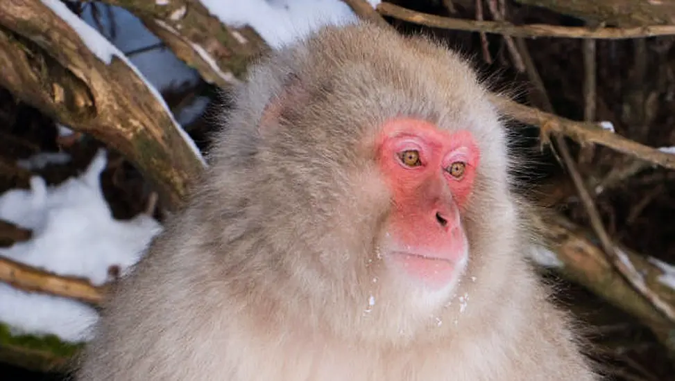 Monkey On The Loose After Escaping From Scottish Wildlife Park