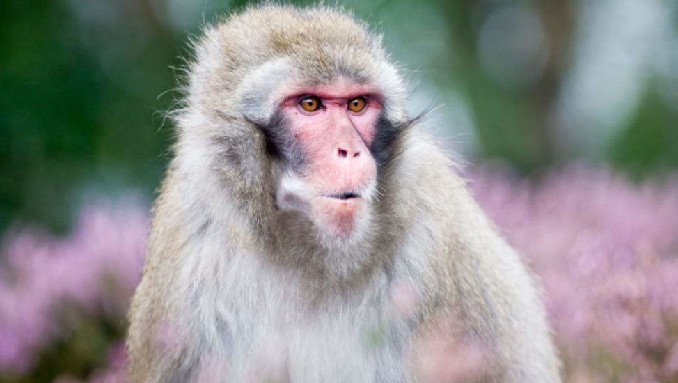 Search In Scottish Highlands Village For Escaped Monkey