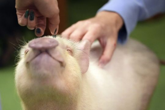 Customers At Tokyo Cafe Enjoy New Treat – Cuddling A Micro Pig