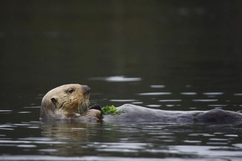 Hungry Sea Otters Help Save California’s Marshlands From Erosion
