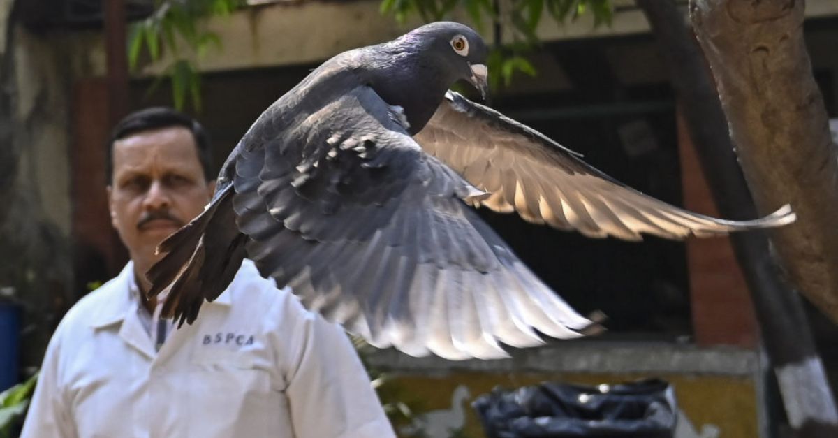 Индийската полиция освободи заподозрян китайски гълъб шпионин след месеци в арест за птици
