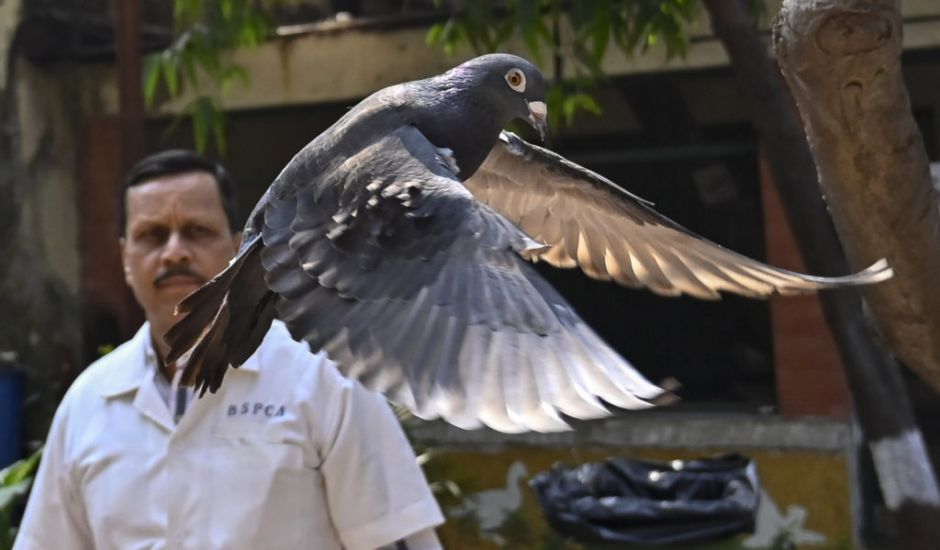 Indian Police Clear Suspected Chinese Spy Pigeon After Months In Bird Lockup