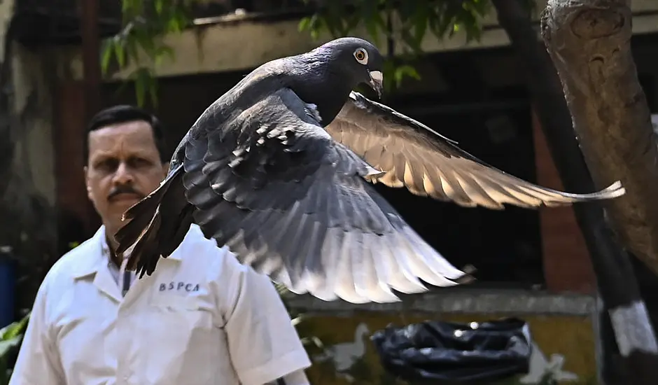 Indian Police Clear Suspected Chinese Spy Pigeon After Months In Bird Lockup