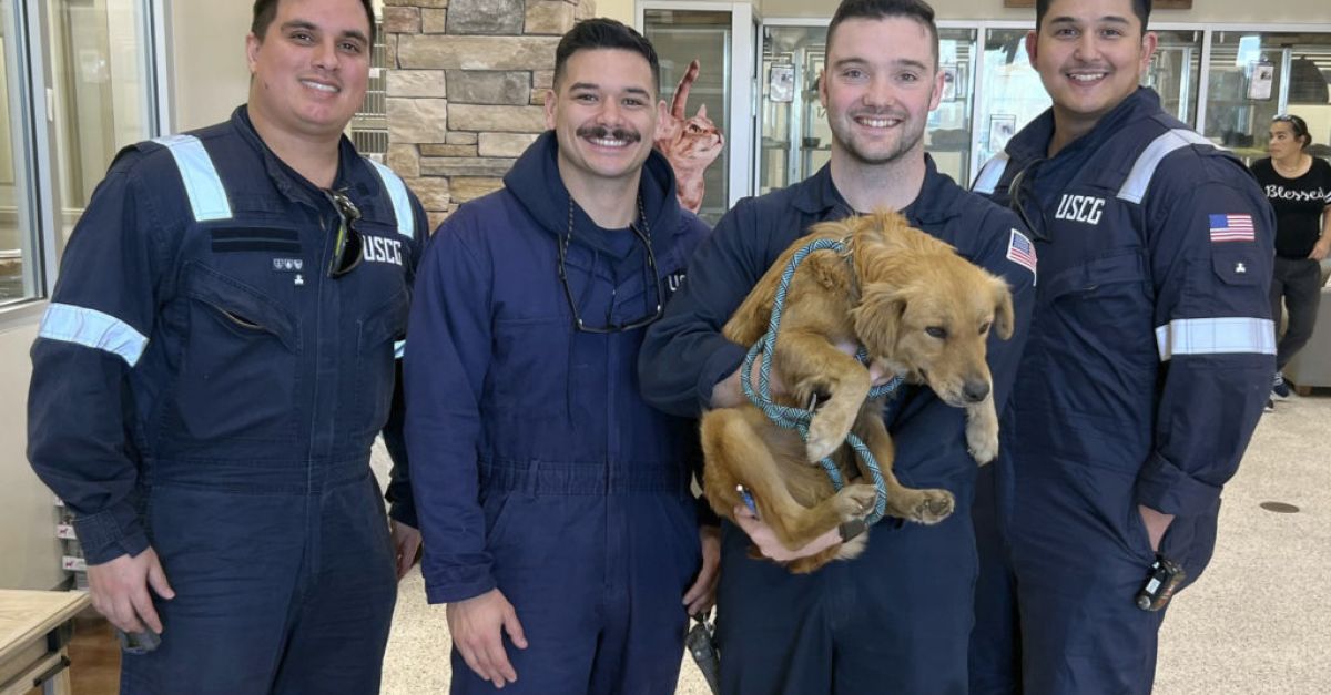 Куче, спасено след повече от седмица, затворено в контейнер за кораби в пристанището на Тексас