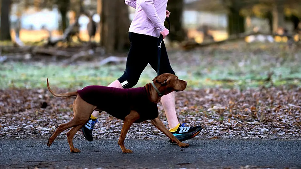 Council Warn Against Dog Warden Scam After Man Received Garda Warning