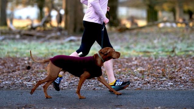 Council Warn Against Dog Warden Scam After Man Received Garda Warning