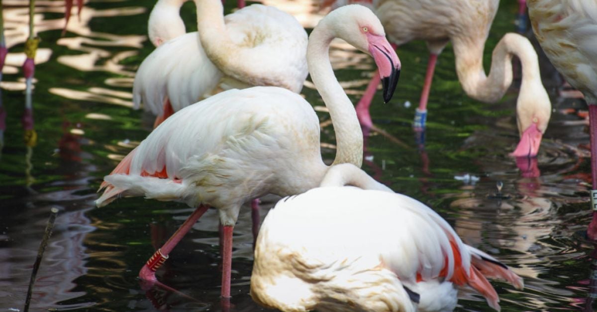 Берлинската зоологическа градина скърби за най-възрастния обитател Фламингото Инго
