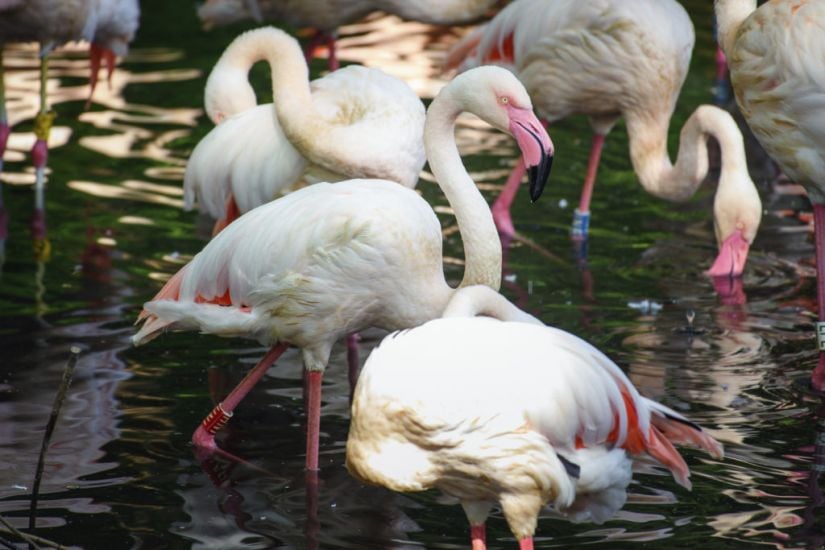 Berlin Zoo Mourns Oldest Resident Ingo The Flamingo