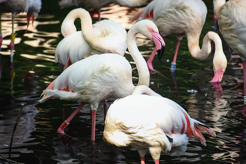 Berlin Zoo Mourns Oldest Resident Ingo The Flamingo