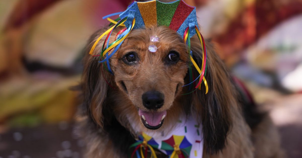 Кучета в костюми дефилират в Рио де Жанейро, докато любителите на домашни любимци стартират Карнавала