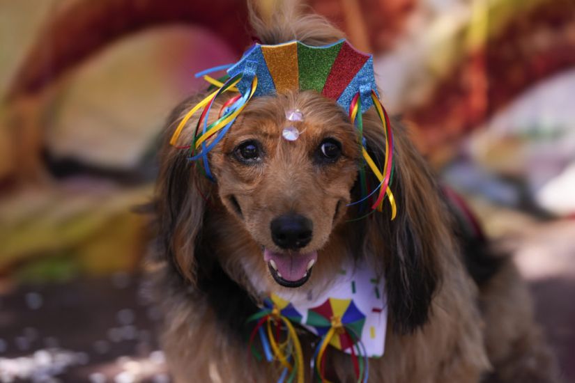Dogs In Costumes Parade In Rio De Janeiro As Pet Lovers Kick Off Carnival