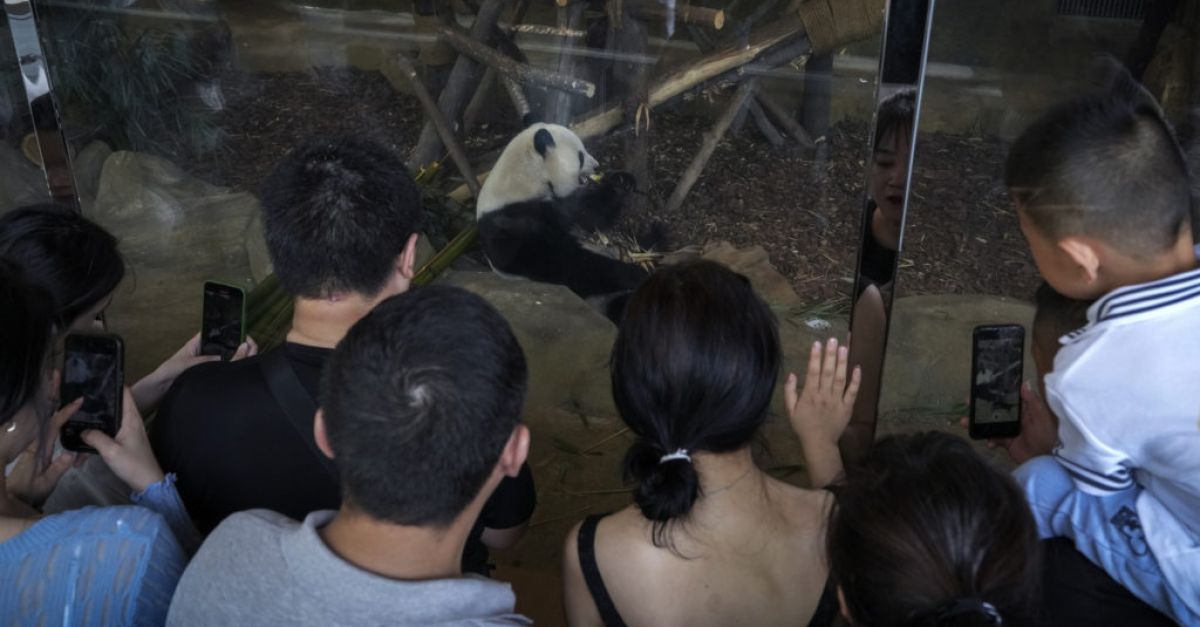 Мъж получи доживотна забрана от парка с панди за хвърляне на „предмети“ в заграждение