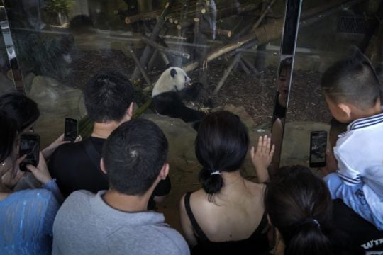 Man Banned From Panda Park For Life For Throwing ‘Objects’ Into Enclosure