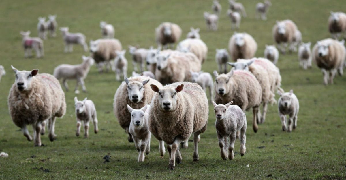 Апел за информация след откраднати 13 бременни овце